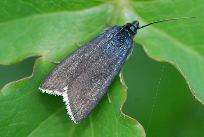 Pyralidae 1 - Catastia marginea
